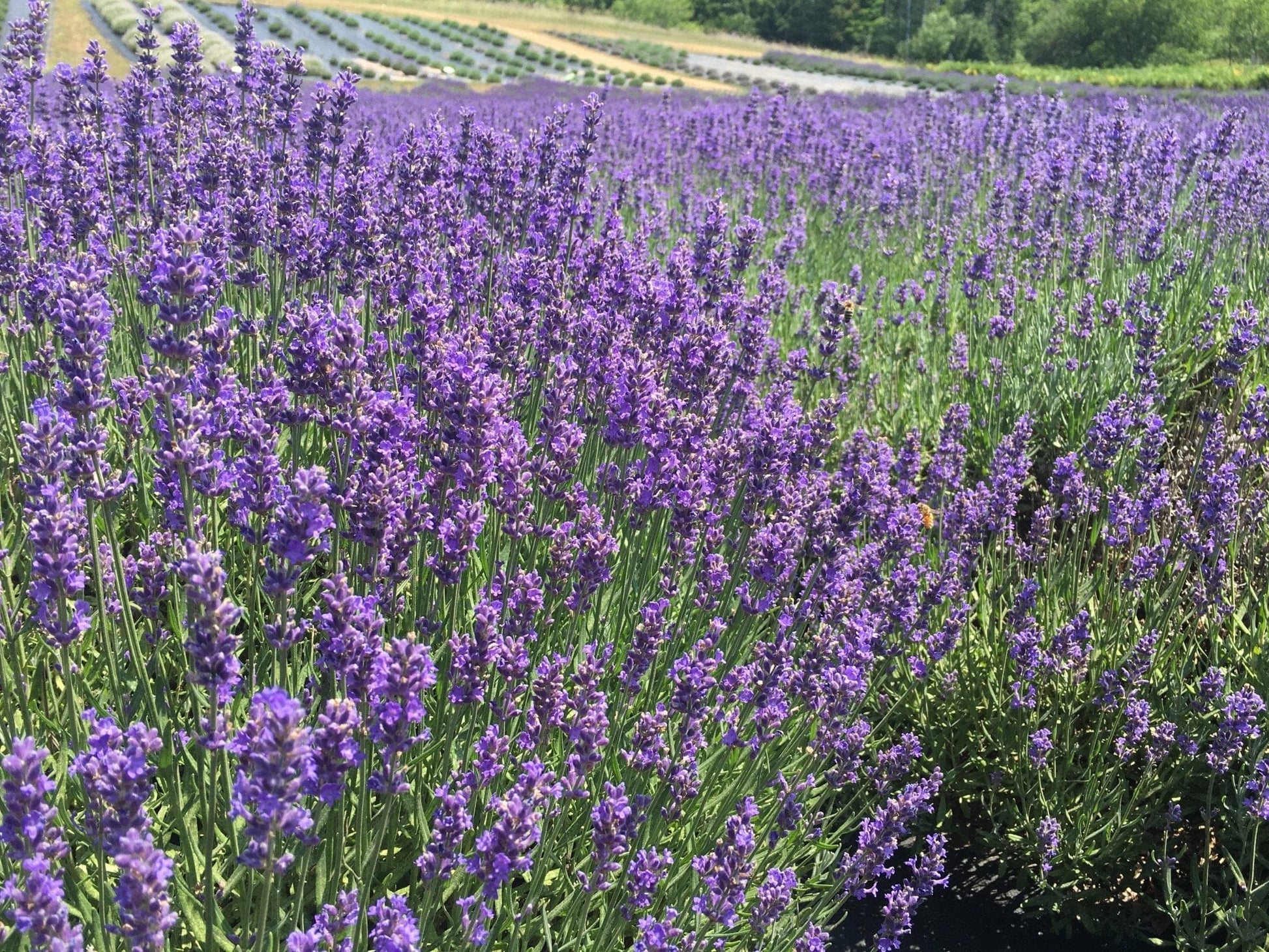 Lavender Field - Light a Fire Gallery