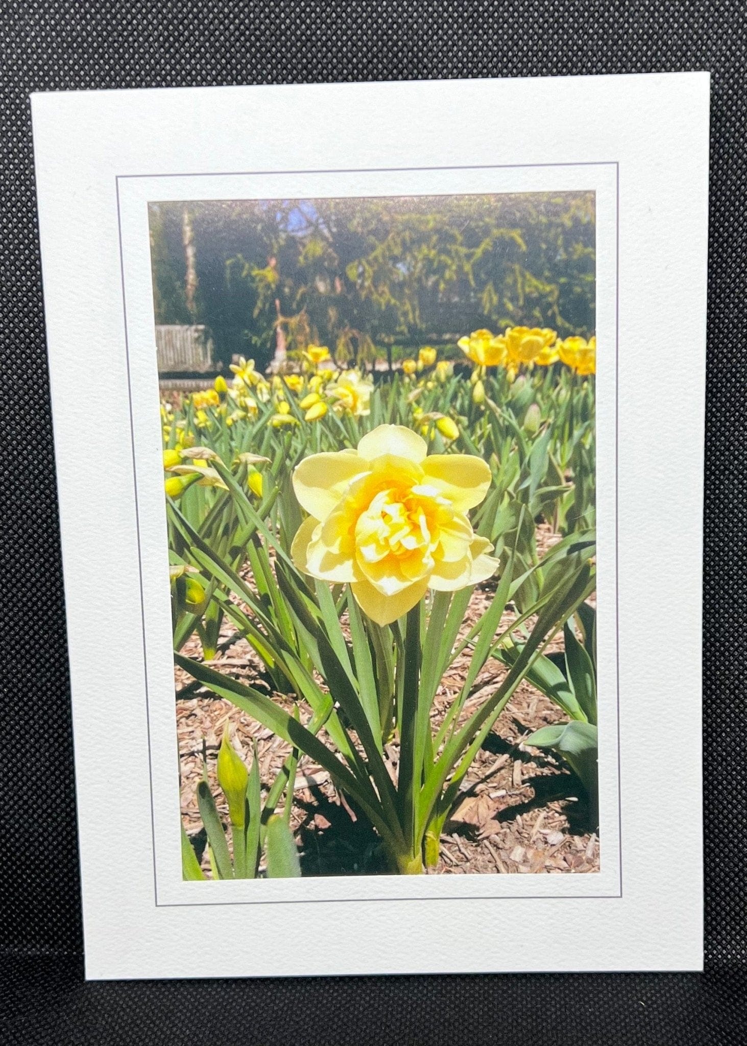 Pale Yellow Narcissus - Light a Fire Gallery