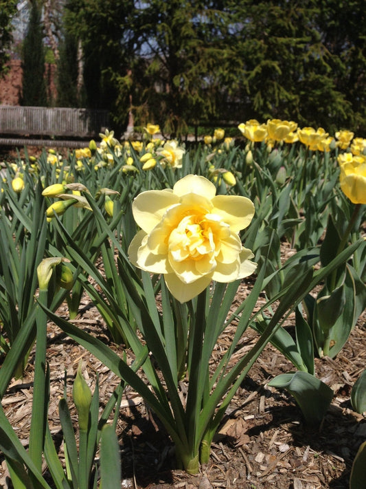 Pale Yellow Narcissus - Light a Fire Gallery