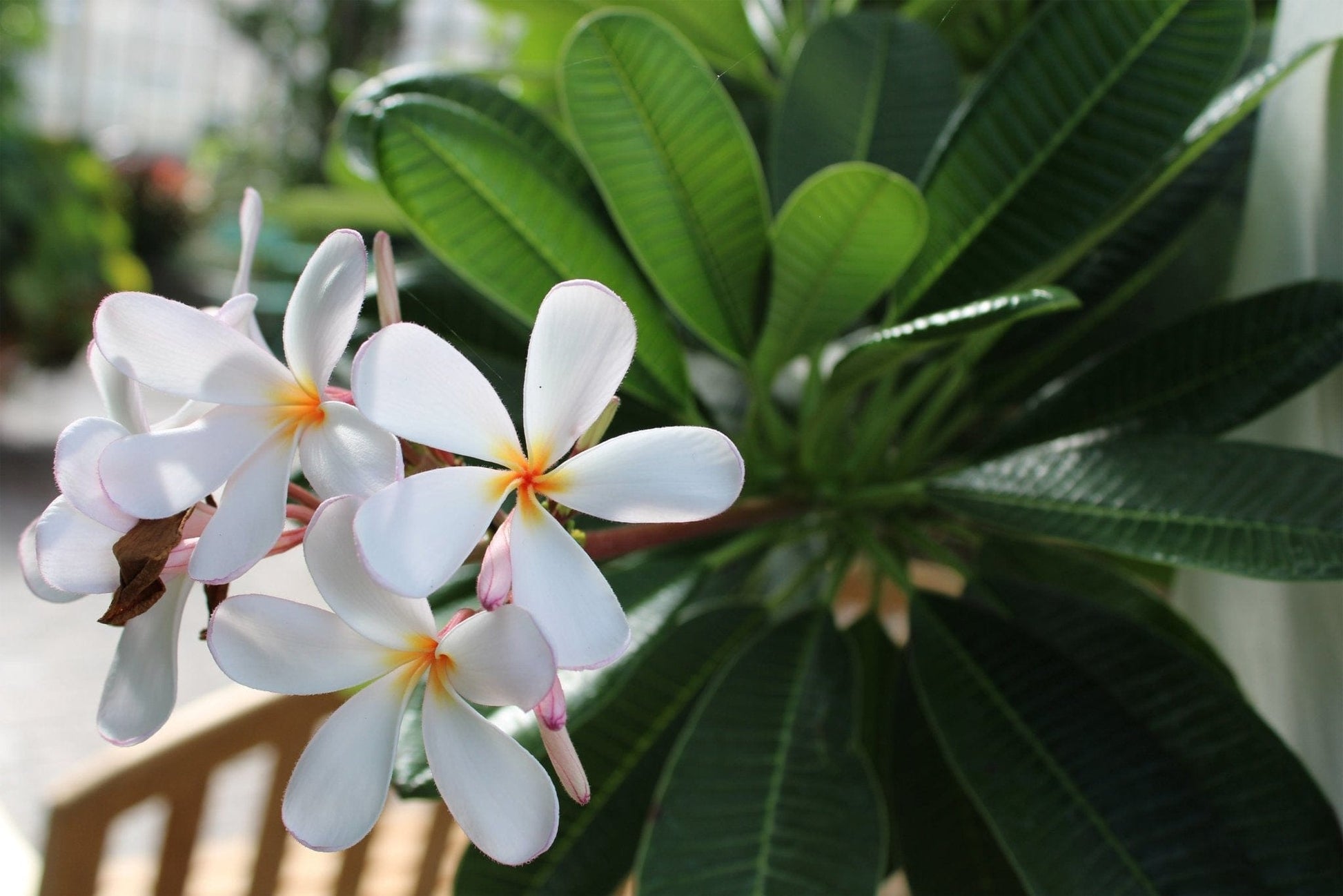 White Plumeria - Light a Fire Gallery