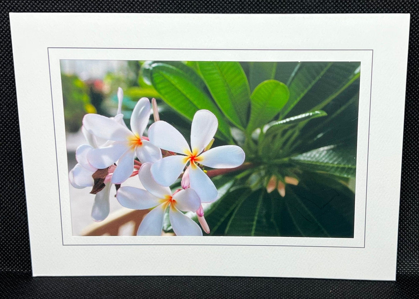 White Plumeria - Light a Fire Gallery