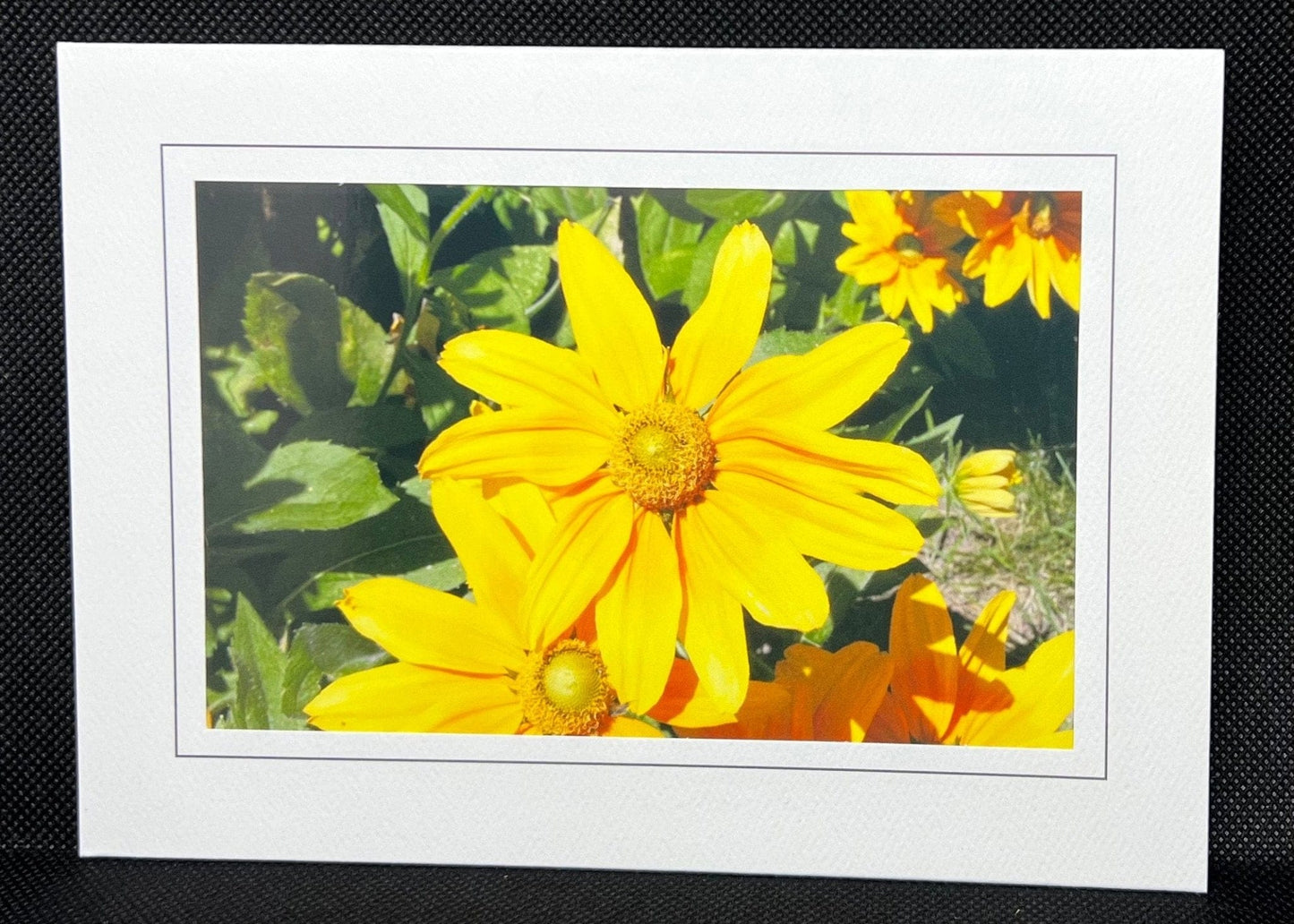 Yellow Rudbeckia - Light a Fire Gallery