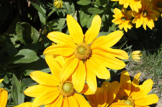 Yellow Rudbeckia - Light a Fire Gallery